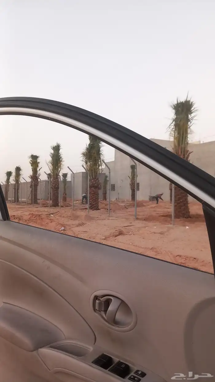 نخيل مثمره للبيع 6
