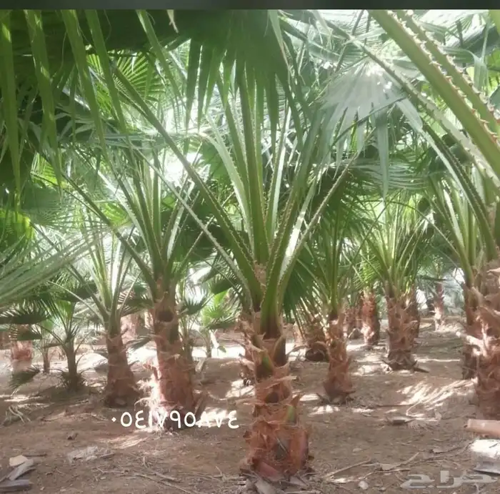مشتل وتنسيق حدائق 8
