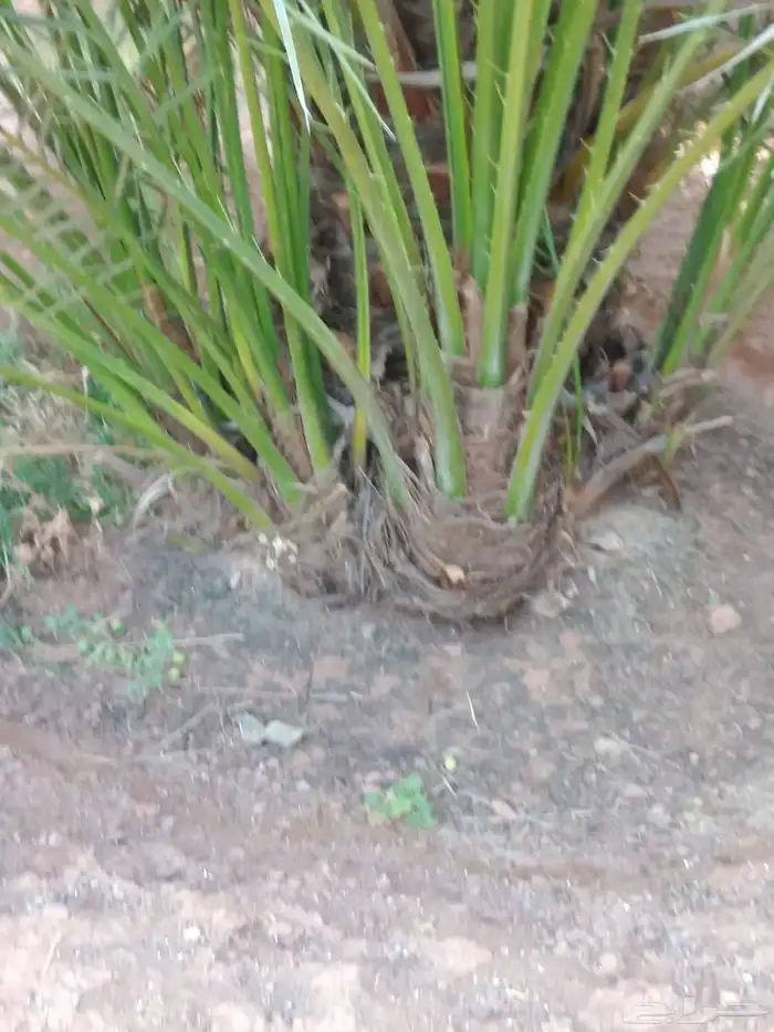 يوجد لديناء جميع انواع الاشجار لتوصل علا 7