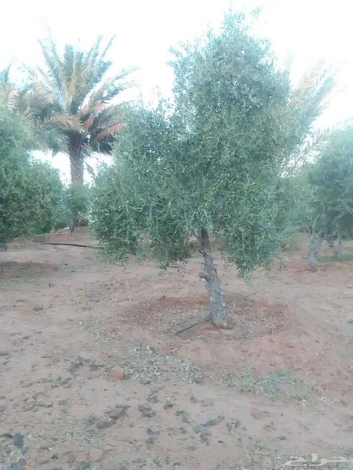 زيتون معمر للبيع لتواصل 6