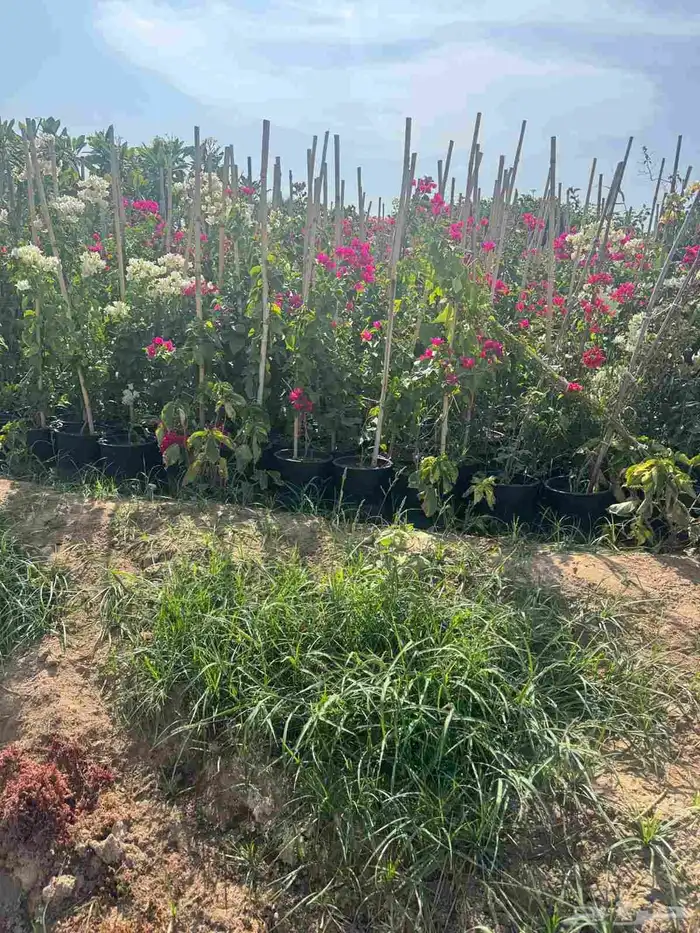 مشتل تنسيق حدائق التركيب الشجار وشمل شبكات اري 4