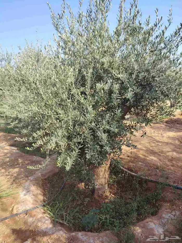 يوجد لديناء جميع انواع الاشجار لتوصل علا 2