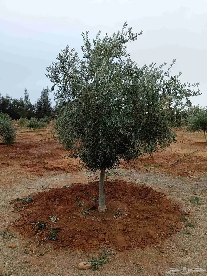 يوجد لديناء جميع انواع الاشجار لتوصل علا 0