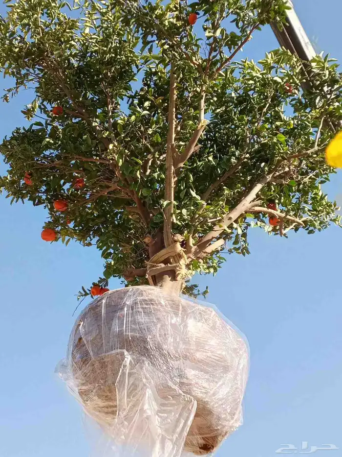 يوجد لديناء جميع انواع الاشجار لتوصل علا 4