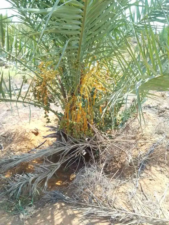 نخيل 1