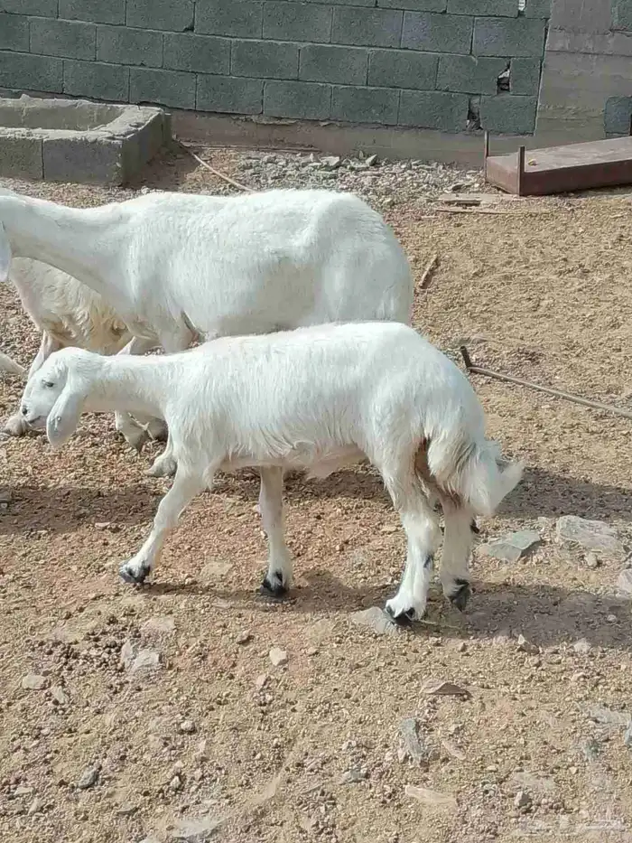 طليان رخالء ثلاث طليان ثلاث رخال 2