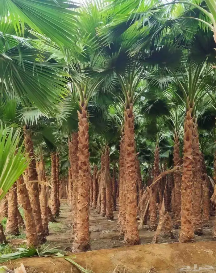 نخل واشنطني نخل ملوكي ثيل طبيعي للبيع 5