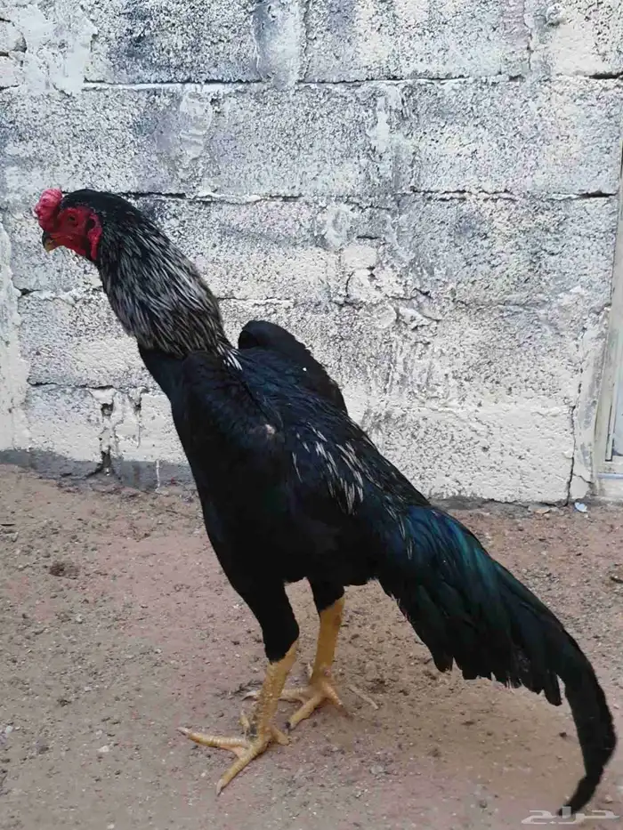 شامو الماني 0