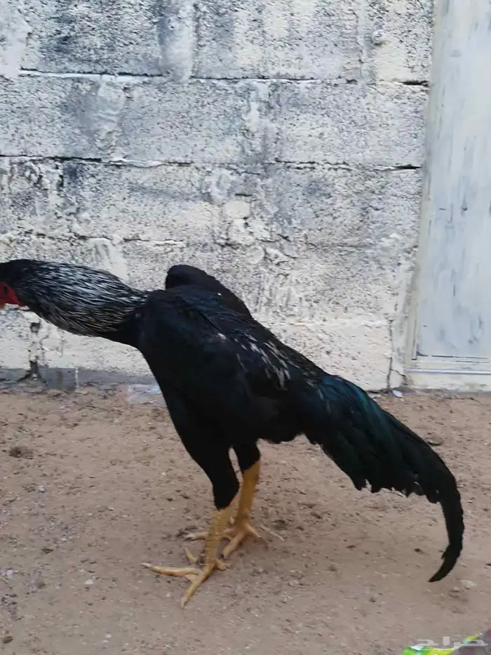 شامو الماني 1