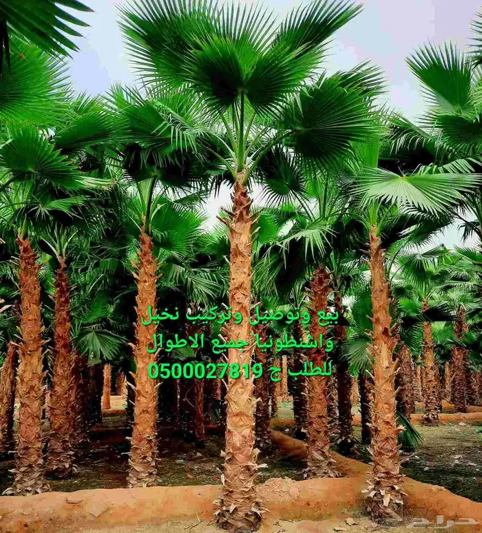 نخل واشنطني نخل ملوكي ثيل طبيعي للبيع 0