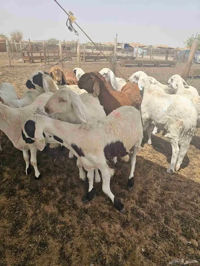 سواكني بيض عرض خاص 1