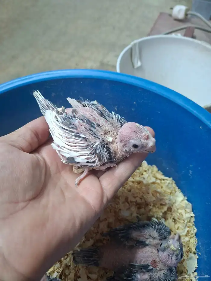 فروخ كروان للبيع( تم البيع ) 1