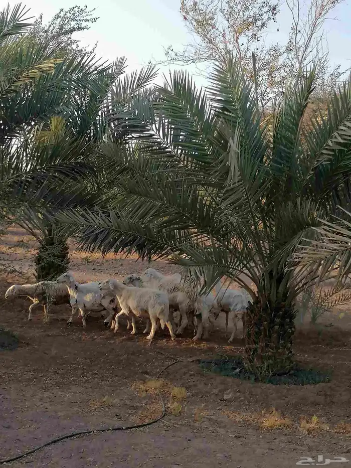 غنم حبص تربية مزرعة 1