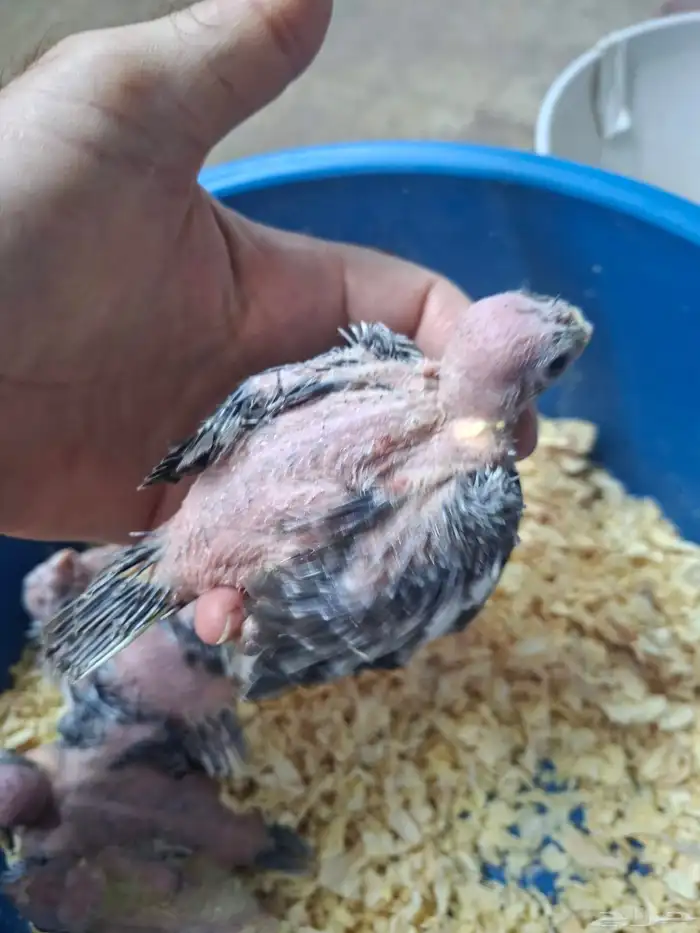 فروخ كروان للبيع( تم البيع ) 2