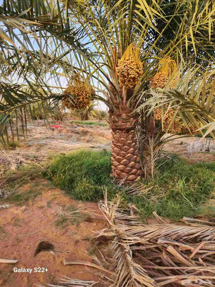 يوجد لدينا أعلاف حشف تمر 0