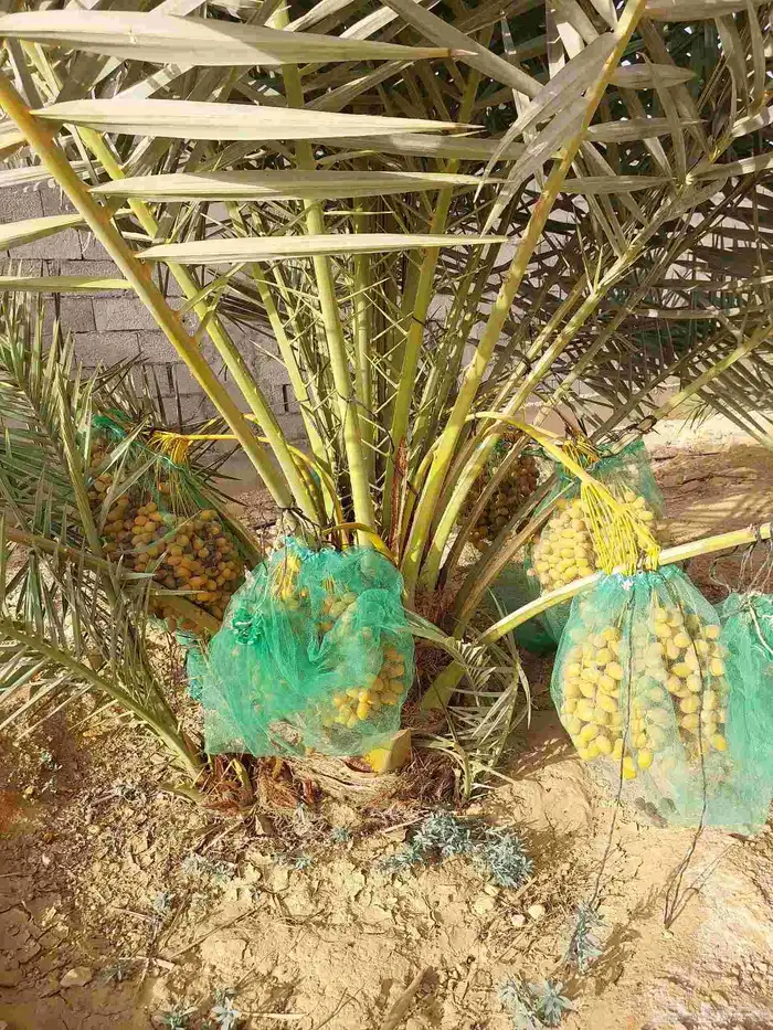 يوجد لدينا جميع انواع النخيل المثمرة والزينه جميع أنواعها 7