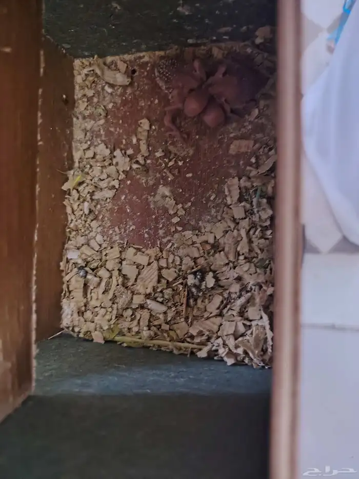 بادجي ازواج ((تم البيع)) 5