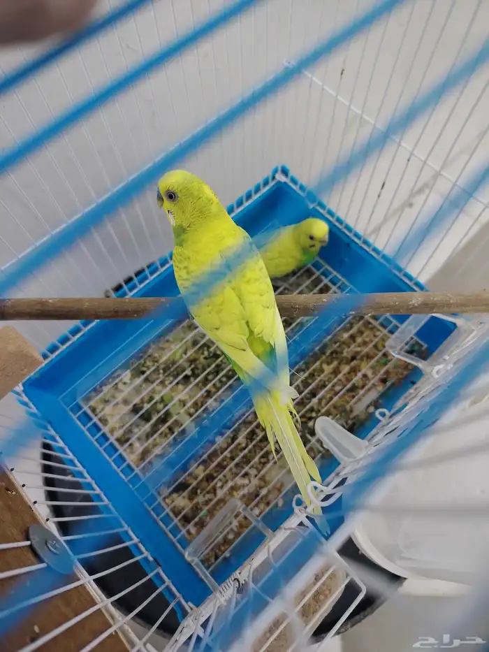 بادجي ازواج ((تم البيع)) 6