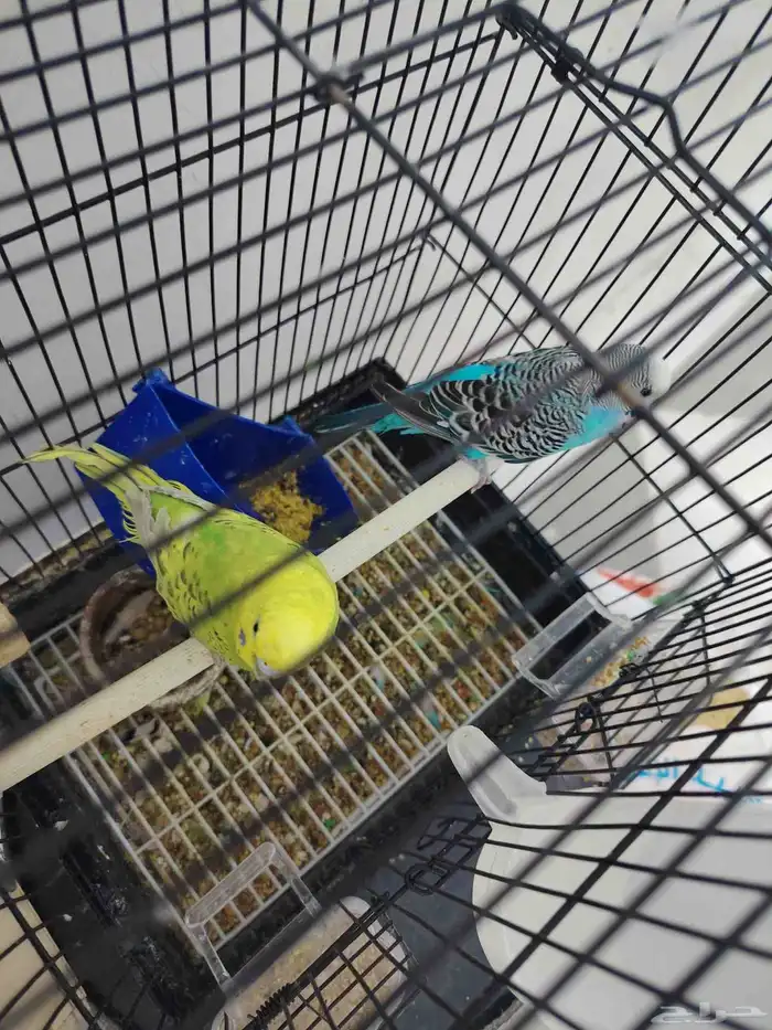 بادجي ازواج ((تم البيع)) 2