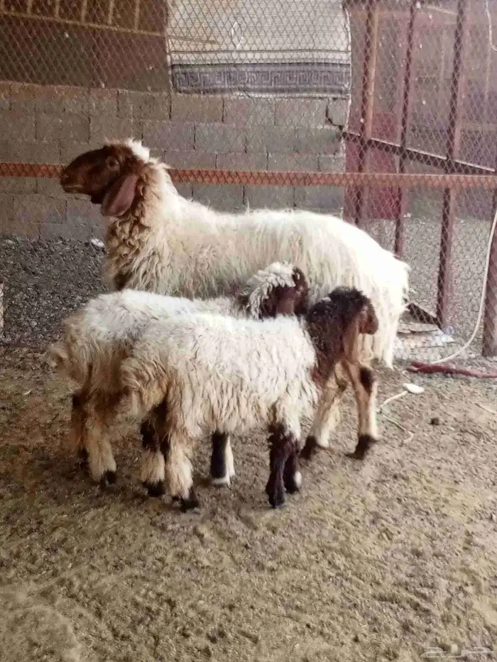 نعجه رباع حدرها توم خروف ورخل 5