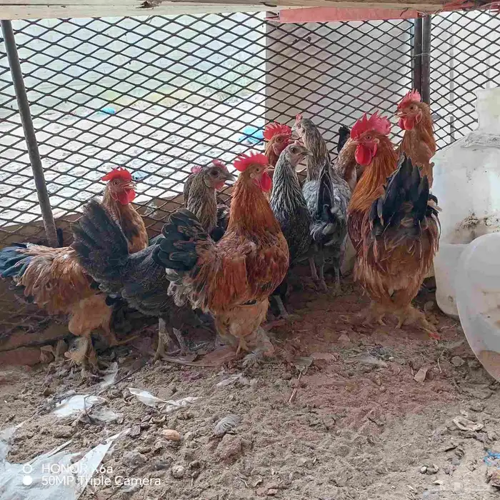 يوجد دجاج بلدي بياضة العدد 5وسته اديكه كوشن العمر حول 4اشهر 6