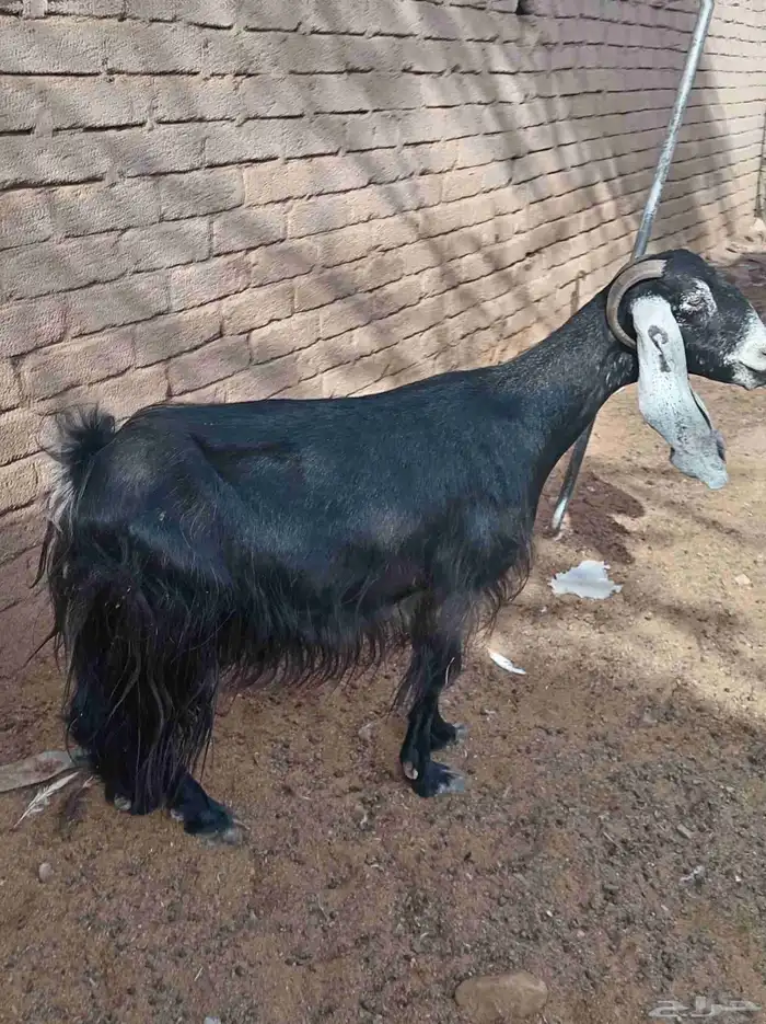 عنز دافع 3