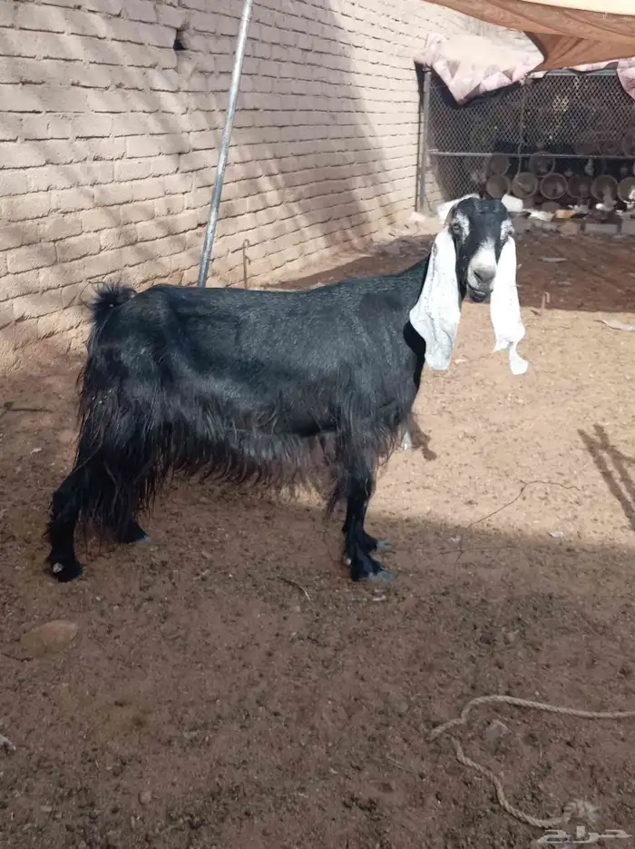 عنز دافع 1
