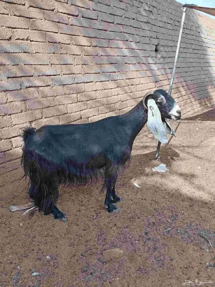 عنز دافع 0