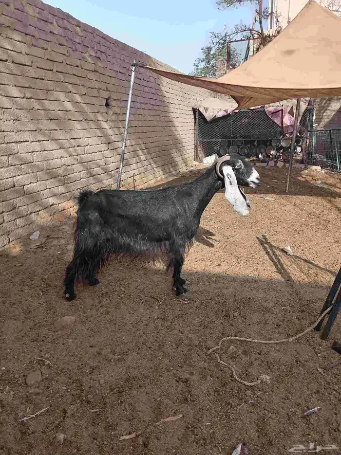 عنز دافع 2
