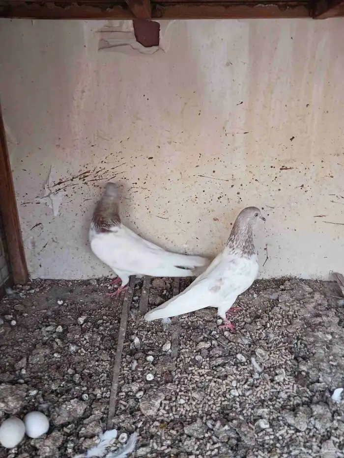 جوز باكستاني لاكا بطل 4