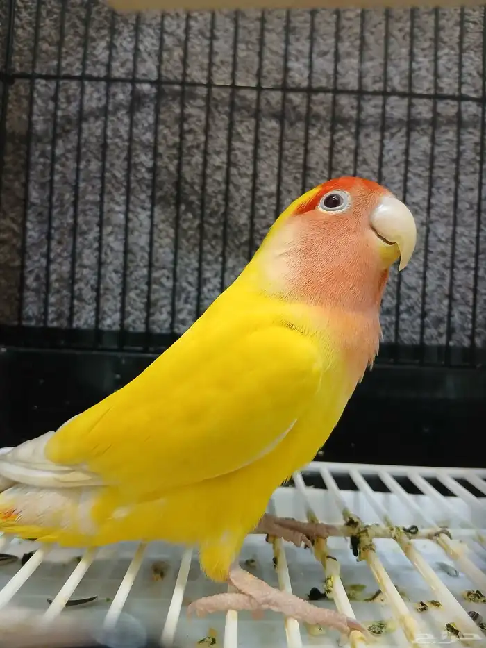 بغبغاء روز 0