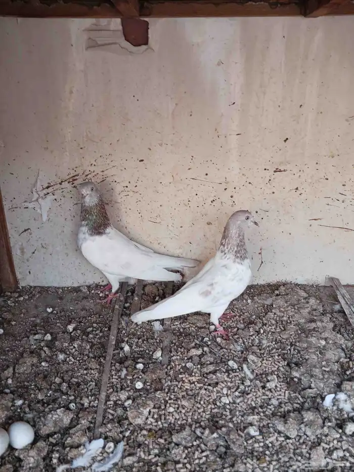 جوز باكستاني لاكا بطل 6
