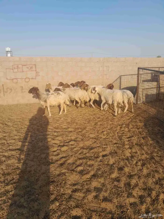 شياه نعيم طيبات اسن اسداس 2