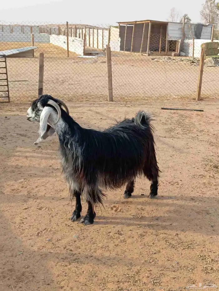 عنز تحتها بنتها كبيره 0