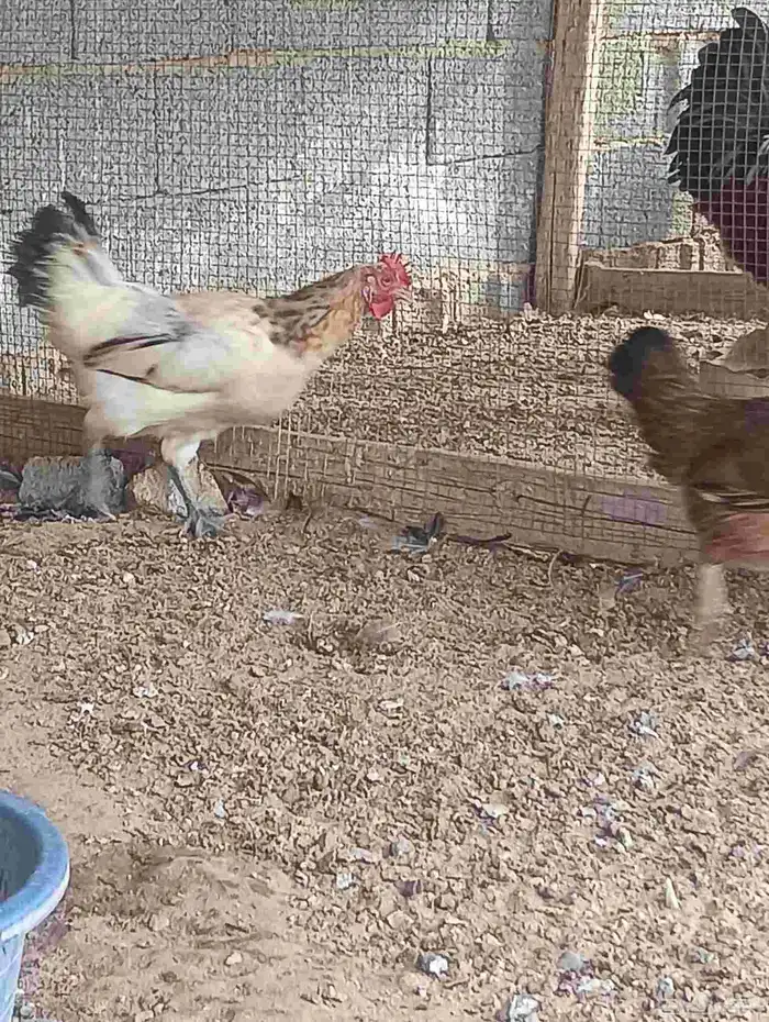 شكرا 0