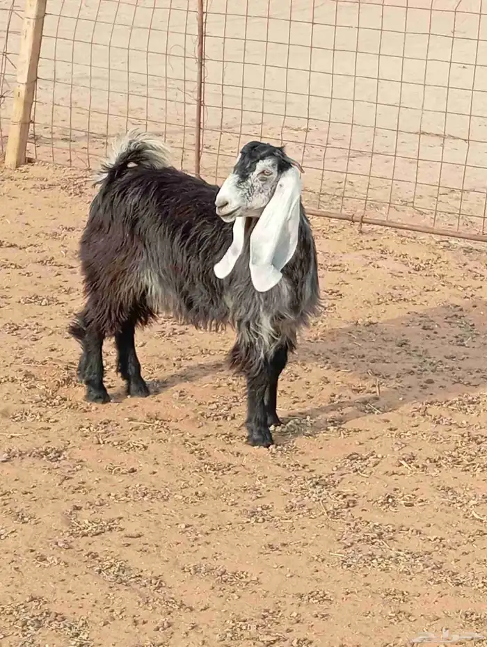 عنز تحتها بنتها كبيره 3