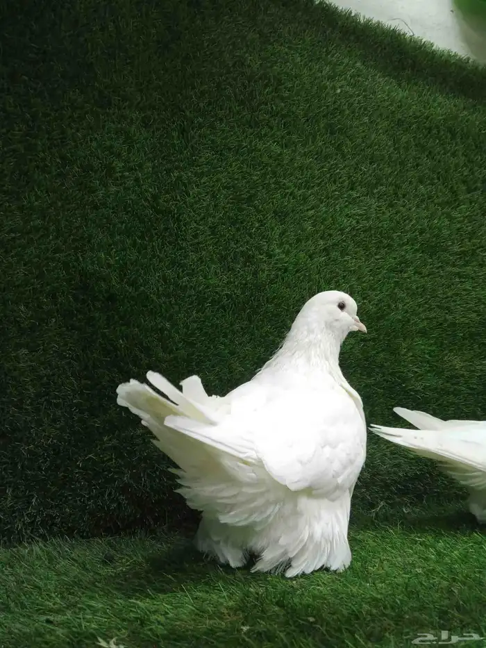 حمام فرش موندين 5