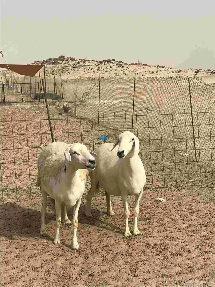 غنم حريات جنب دفيع شرط 0