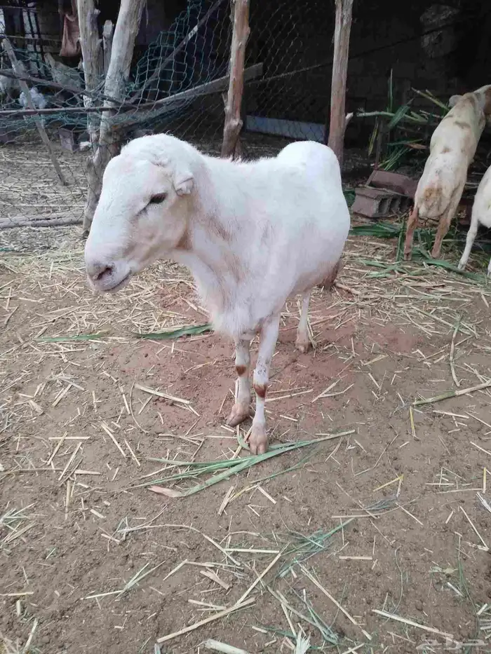 فحل بلدي منتج 0