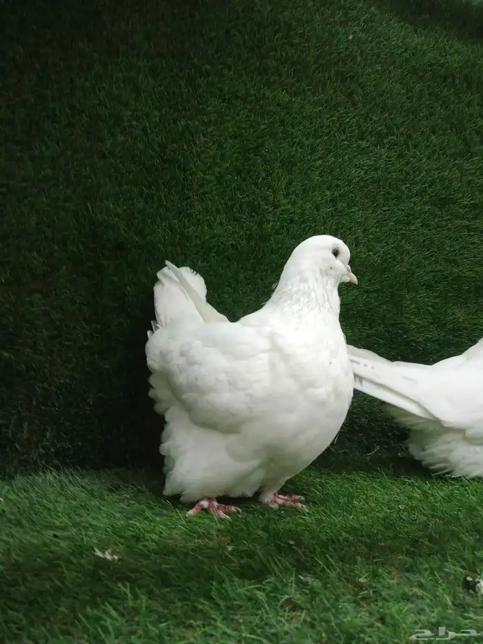 حمام فرش موندين 4