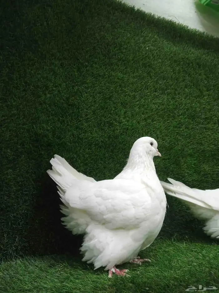 حمام فرش موندين 7