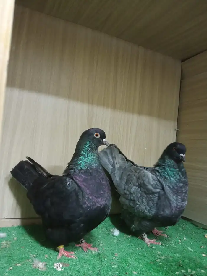 حمام فرش موندين 3