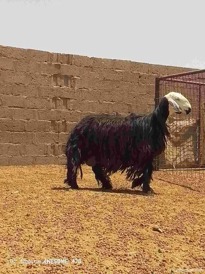 نعجه نجديه طيبه 3