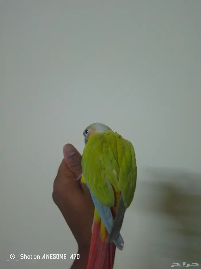 كنيور أليف هدد نهايه غر 1