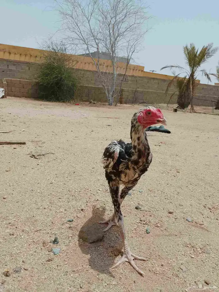 ديك باكستاني 2