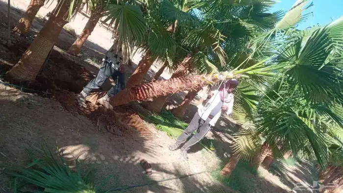 نخيل عربي وواشنطني شبوك ومضلات وسواتر وهناجر وأشجار زينه 7