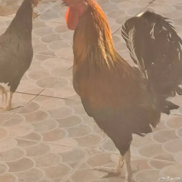دجاج 4
