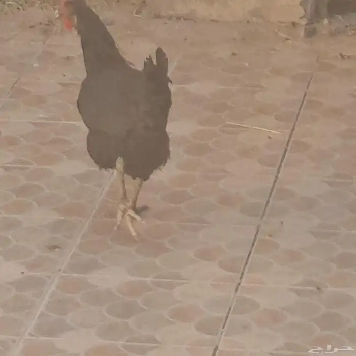 دجاج 1