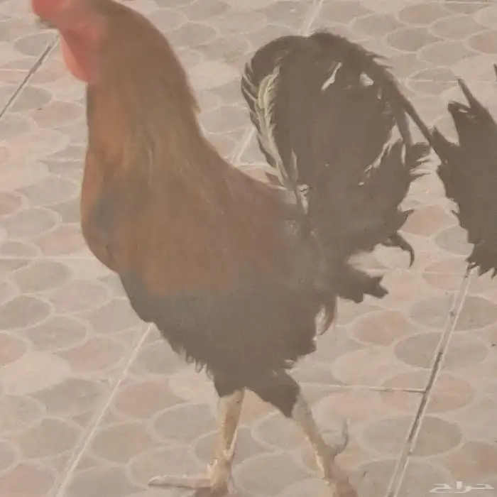 دجاج 3
