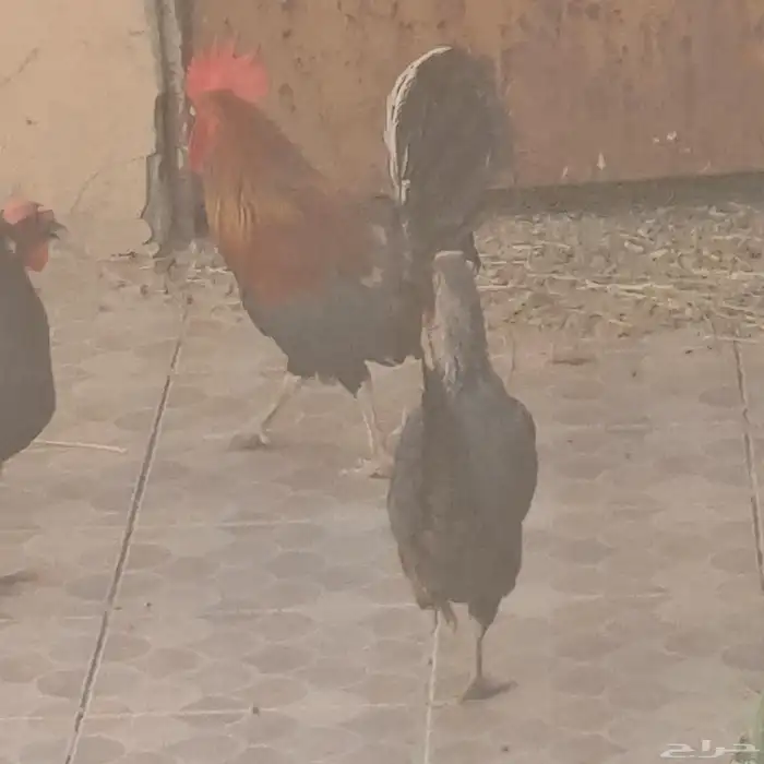دجاج 2